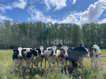 de klaverendries