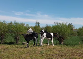 de uitkijkboerderij