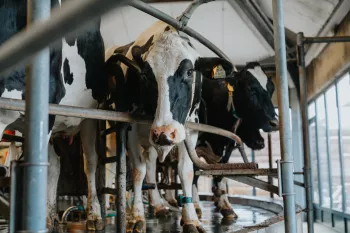 Winnerfarm Maes