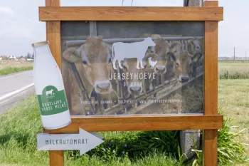Jerseyhoeve De Haan