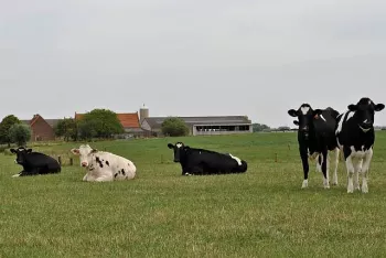 De Wijngaerdbossen