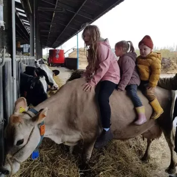 Hoeve Verhelst-Holsteins