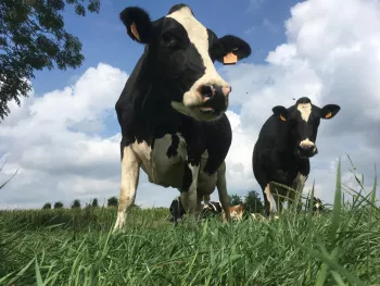 Melkveebedrijf Verhoeven