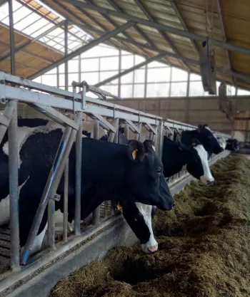 Metalen koevormen bevestigd op een bakstenen muur van het melkveebedrijf
