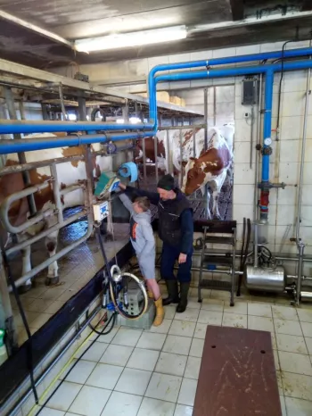 Melkvee Lindenhoeve