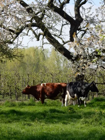 Steenberghoeve 