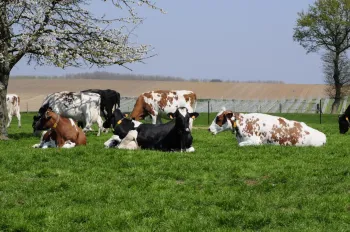 De Kriezelhoeve