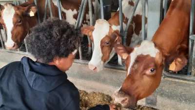Melkvee Lindenhoeve