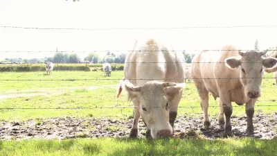 't Torenhof
