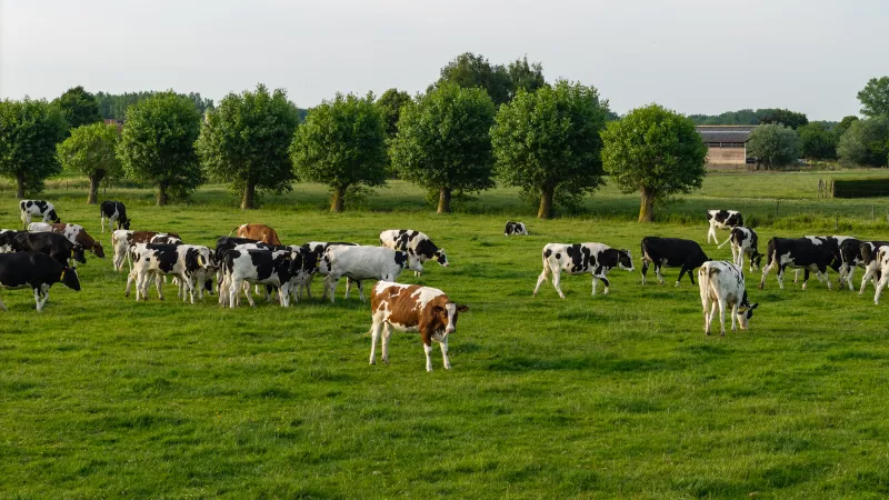 boerderij